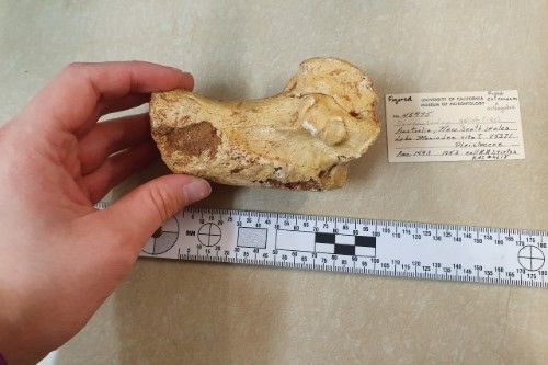 Heel bone of the largest giant kangaroo species, Procoptodon goliah.